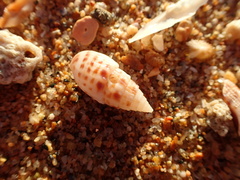 Otopleura auriscati