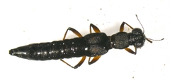 Stenus bimaculatus