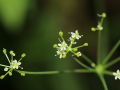 Pimpinella niitakayamensis