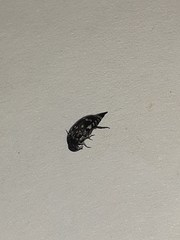 Hoshihananomia pseudoelegans