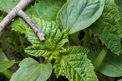 Ricinus communis