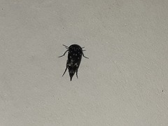Hoshihananomia pseudoelegans