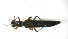 Stenus bimaculatus