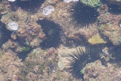 Stomopneustes variolaris