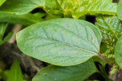 Ricinus communis