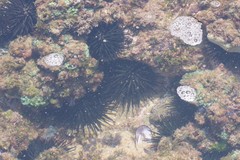 Stomopneustes variolaris