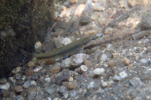 Onzeker bermpje (Schistura incerta) — Nemacheilidae — 2