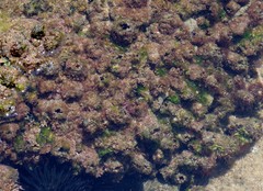 Pyura stolonifera