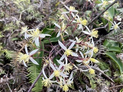 Clematis uncinata