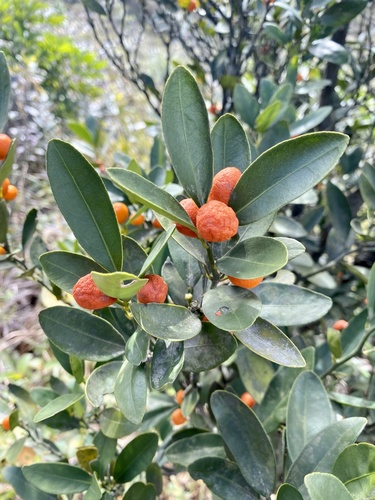 Citrus japonica