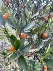 Citrus japonica