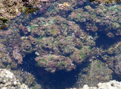Pyura stolonifera