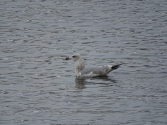 Larus argentatus