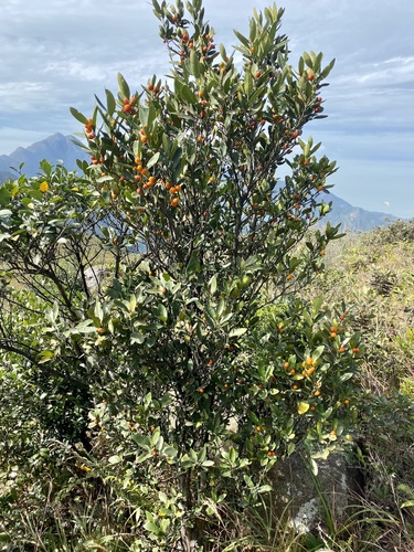Citrus japonica