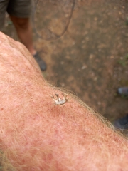 Pephricus