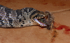 Common Night Adder photo 4