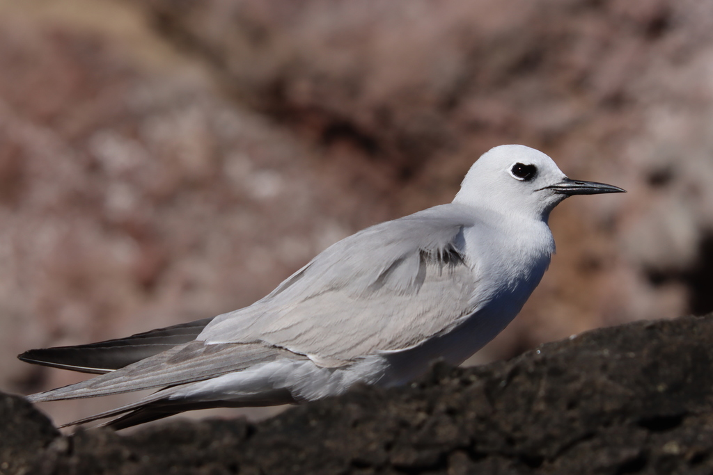 Blue-gray Noddy photo