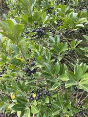 Ilex triflora