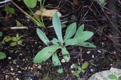 Helichrysum sanguineum