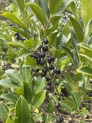 Ilex triflora