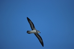 Pterodroma nigripennis