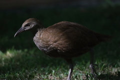 Gallirallus sylvestris