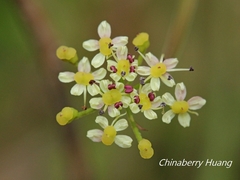 Pimpinella niitakayamensis