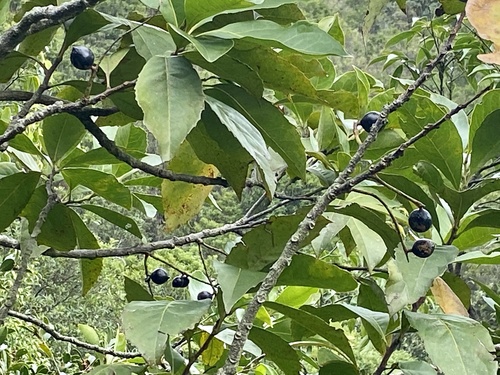 Helicia reticulata, photograph 6