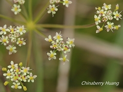 Pimpinella niitakayamensis
