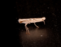 Epicephala trigonophora