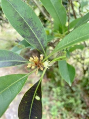 Sideroxylon wightianum