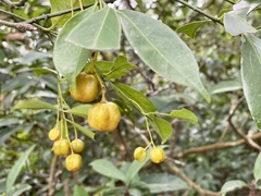 Euonymus nitidus