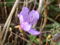 Rhododendron farrerae