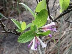 Wikstroemia monnula