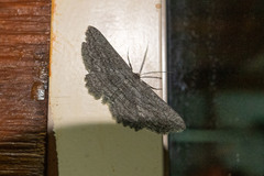 Euphronarcha leptodesma