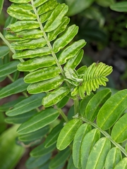 Liriomyza clianthi