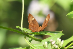 Abisara echerius