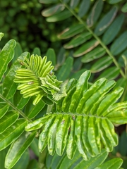 Liriomyza clianthi