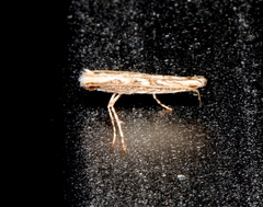 Epicephala trigonophora