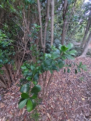 Graptophyllum excelsum