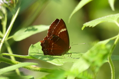 Abisara echerius