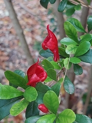 Graptophyllum excelsum