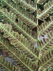 Pseudocyclosorus subochthodes