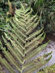 Pseudocyclosorus subochthodes