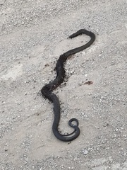 Pseudonaja inframacula