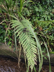 Pseudocyclosorus subochthodes