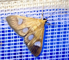 Ulopeza flavicepsalis