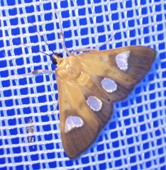 Ulopeza flavicepsalis