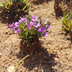 Polygala transvaalensis