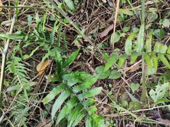 Dryopteris decipiens